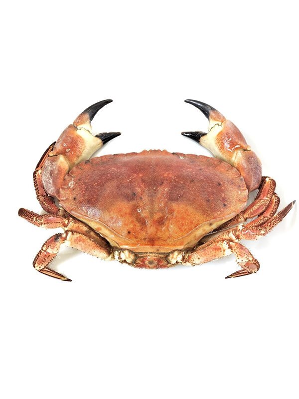 Cornish Crab (Whole)