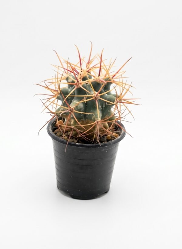Coast Barrel Cactus