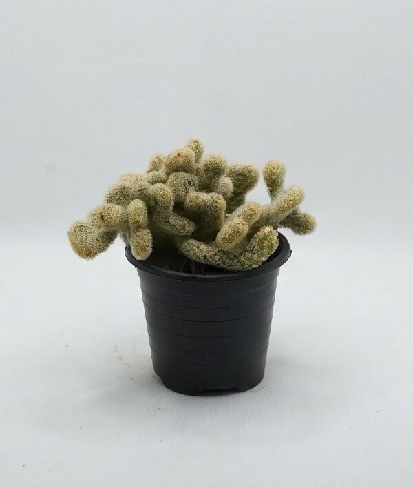 Brain Cactus