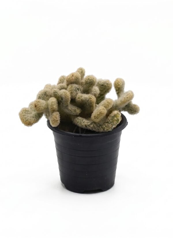 Brain Cactus 2