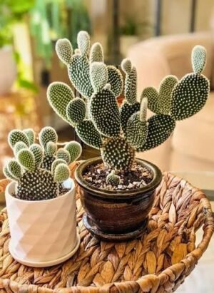 cactus1